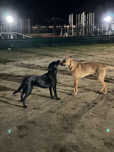 Rhodesian Ridgeback-Beitrag-Bild