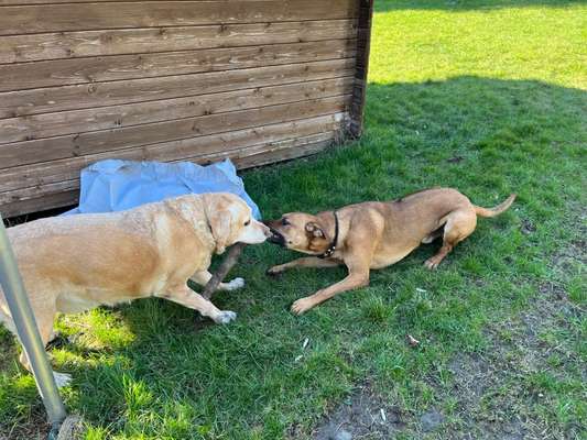 Rhodesian Ridgeback-Beitrag-Bild