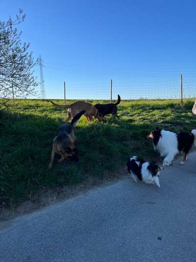 Rhodesian Ridgeback-Beitrag-Bild