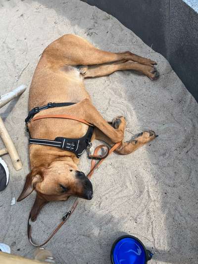 Rhodesian Ridgeback-Beitrag-Bild