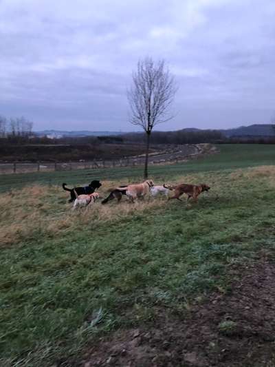 Rhodesian Ridgeback-Beitrag-Bild