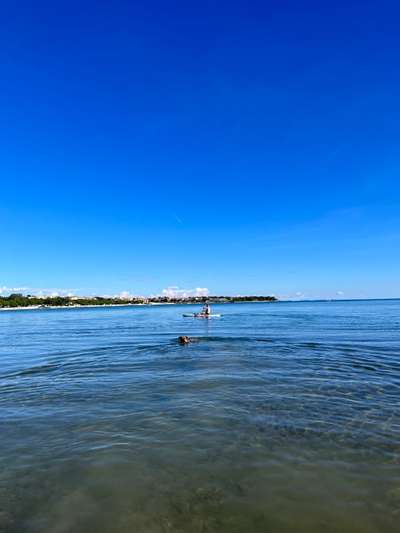 Rhodesian Ridgeback-Beitrag-Bild