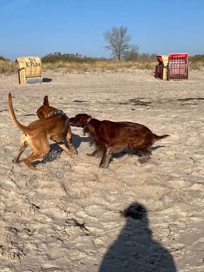 Rhodesian Ridgeback-Beitrag-Bild