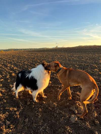 Rhodesian Ridgeback-Beitrag-Bild