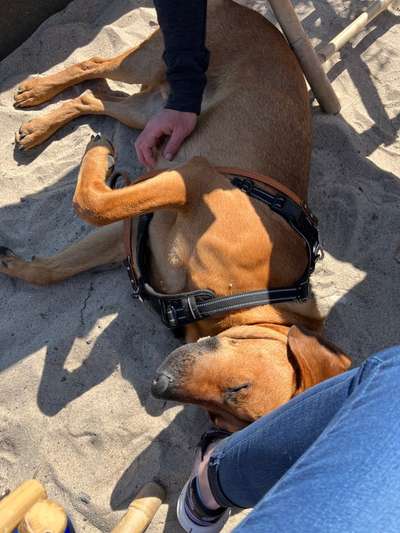 Rhodesian Ridgeback-Beitrag-Bild