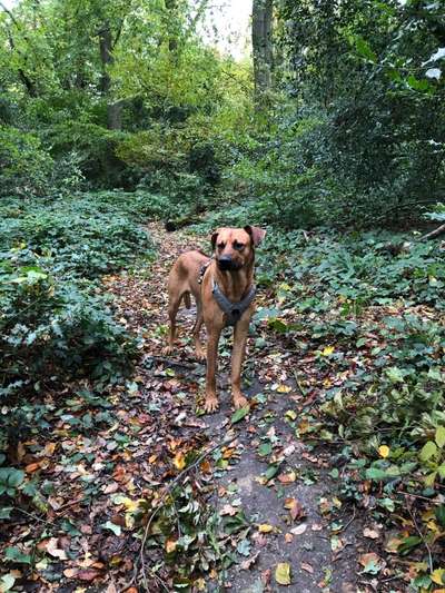 Rhodesian Ridgeback-Beitrag-Bild
