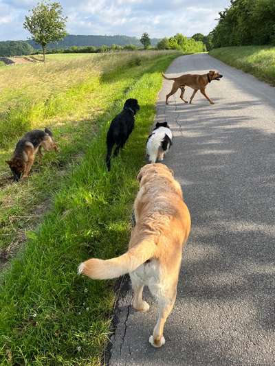 Rhodesian Ridgeback-Beitrag-Bild