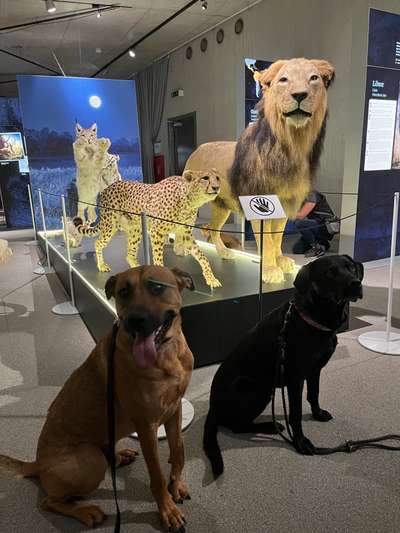 Rhodesian Ridgeback-Beitrag-Bild