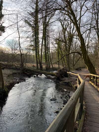 Rhodesian Ridgeback-Beitrag-Bild