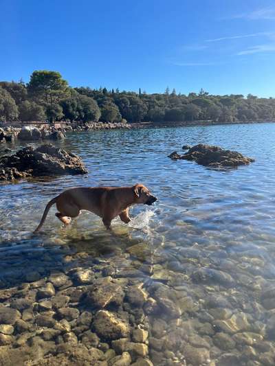 Rhodesian Ridgeback-Beitrag-Bild