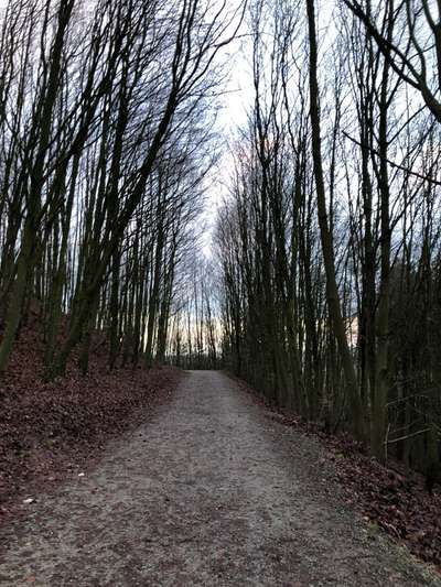 Rhodesian Ridgeback-Beitrag-Bild