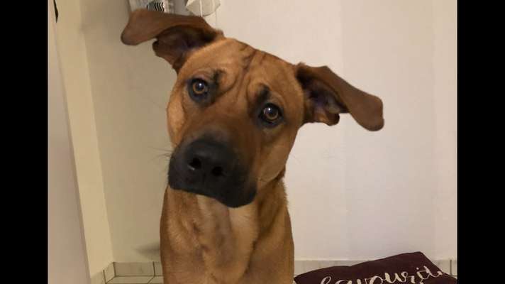 Rhodesian Ridgeback-Beitrag-Bild