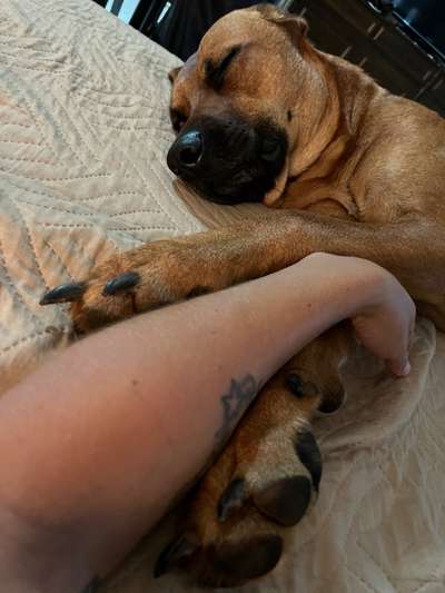 Rhodesian Ridgeback-Beitrag-Bild