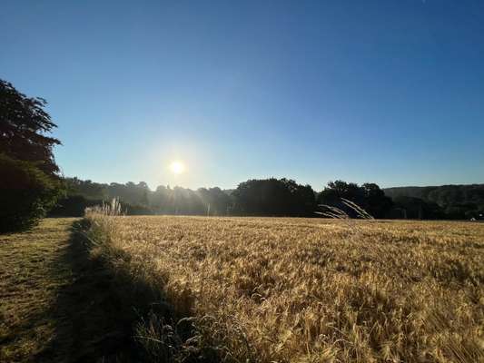 Rhodesian Ridgeback-Beitrag-Bild