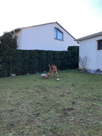 Rhodesian Ridgeback-Beitrag-Bild