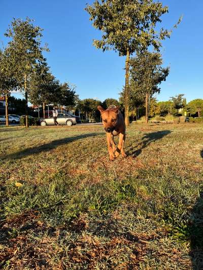 Rhodesian Ridgeback-Beitrag-Bild