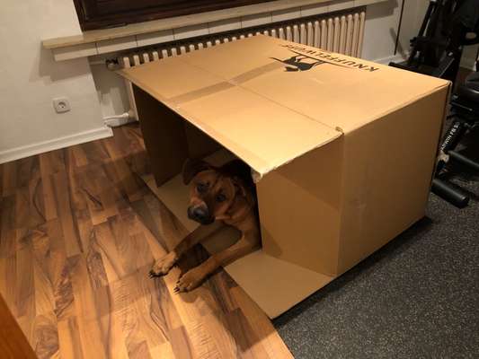 Rhodesian Ridgeback-Beitrag-Bild