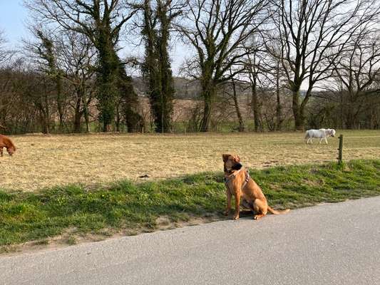 Rhodesian Ridgeback-Beitrag-Bild