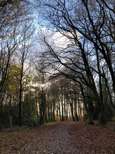 Rhodesian Ridgeback-Beitrag-Bild
