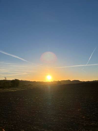 Rhodesian Ridgeback-Beitrag-Bild