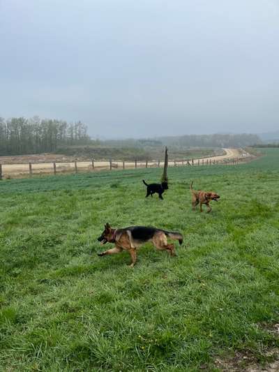 Rhodesian Ridgeback-Beitrag-Bild