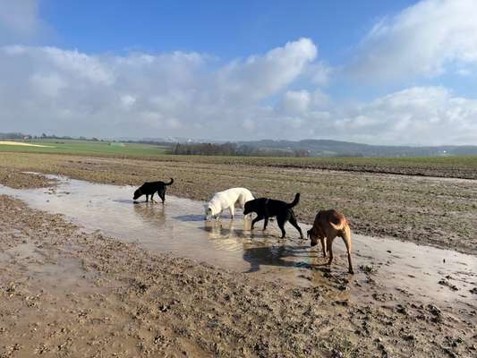 Rhodesian Ridgeback-Beitrag-Bild