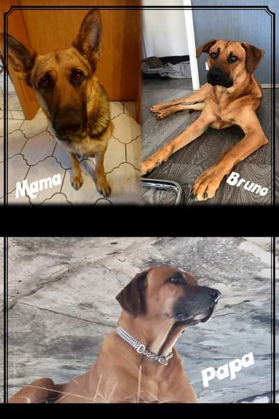 Rhodesian Ridgeback-Beitrag-Bild
