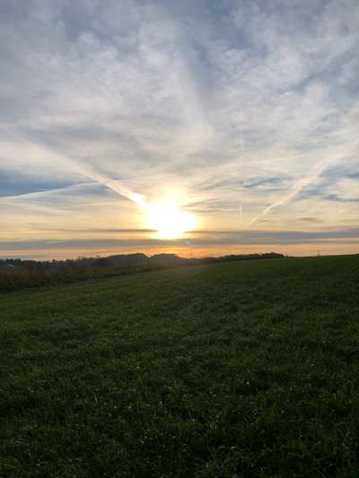 Rhodesian Ridgeback-Beitrag-Bild