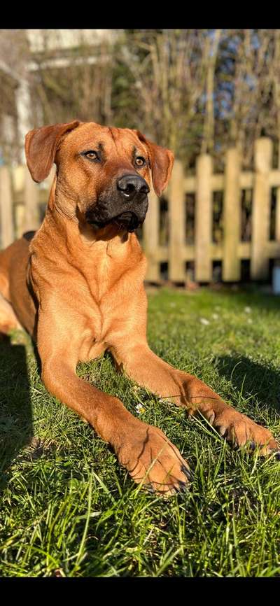 Dogorama Photo Challenge - Der Frühling kommt-Beitrag-Bild