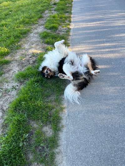 Rhodesian Ridgeback-Beitrag-Bild