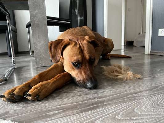 Rhodesian Ridgeback-Beitrag-Bild