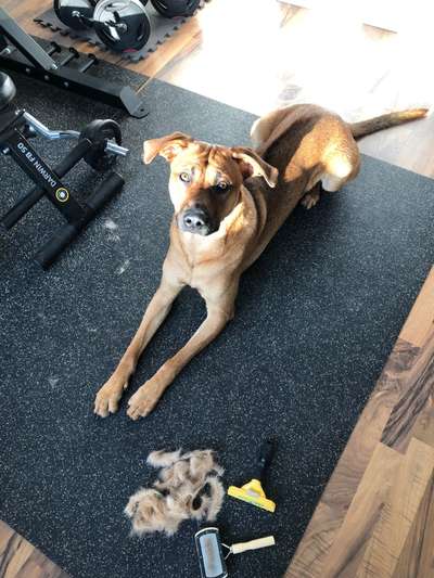 Rhodesian Ridgeback-Beitrag-Bild