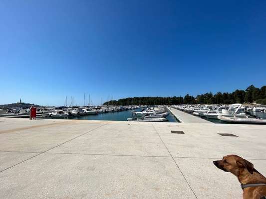 Rhodesian Ridgeback-Beitrag-Bild