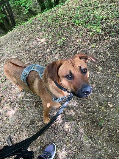 Rhodesian Ridgeback-Beitrag-Bild