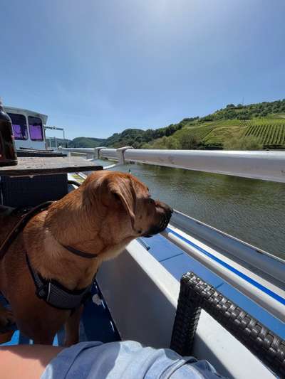 Rhodesian Ridgeback-Beitrag-Bild