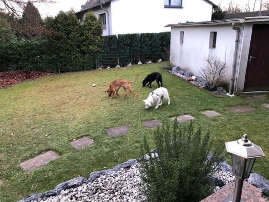 Rhodesian Ridgeback-Beitrag-Bild