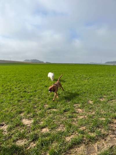 Rhodesian Ridgeback-Beitrag-Bild
