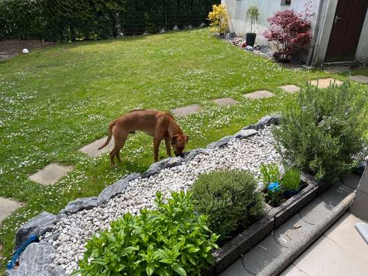 Rhodesian Ridgeback-Beitrag-Bild
