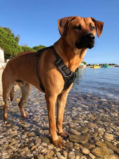 Rhodesian Ridgeback-Beitrag-Bild