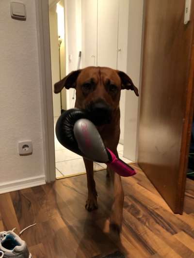 Rhodesian Ridgeback-Beitrag-Bild