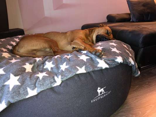 Rhodesian Ridgeback-Beitrag-Bild