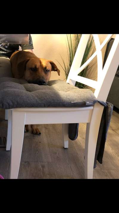 Rhodesian Ridgeback-Beitrag-Bild