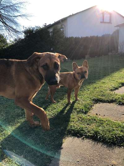 Rhodesian Ridgeback-Beitrag-Bild