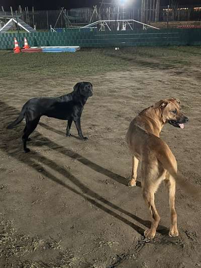 Rhodesian Ridgeback-Beitrag-Bild