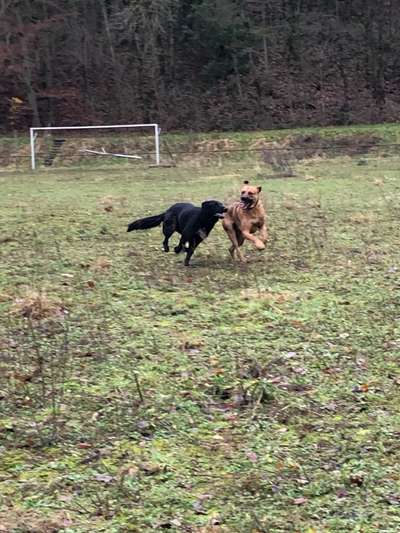 Rhodesian Ridgeback-Beitrag-Bild