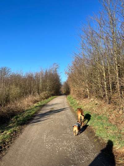 Rhodesian Ridgeback-Beitrag-Bild