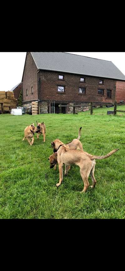 Rhodesian Ridgeback-Beitrag-Bild