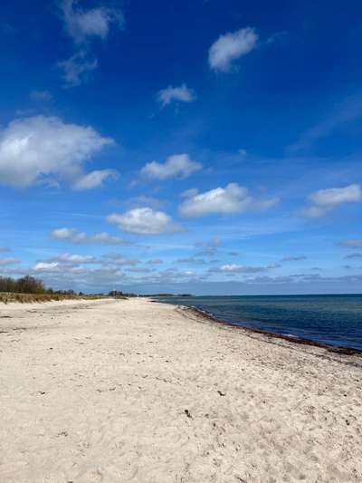 Rhodesian Ridgeback-Beitrag-Bild