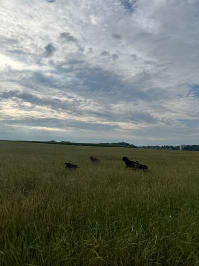 Rhodesian Ridgeback-Beitrag-Bild