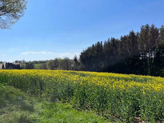 Rhodesian Ridgeback-Beitrag-Bild